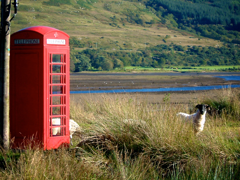 sheep-phone-home