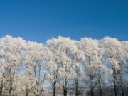 frosted-trees