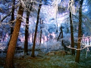frozen-forest