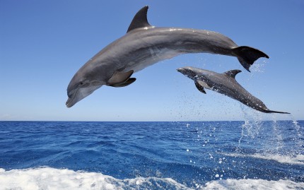 dolphins-jumping-wallpaper